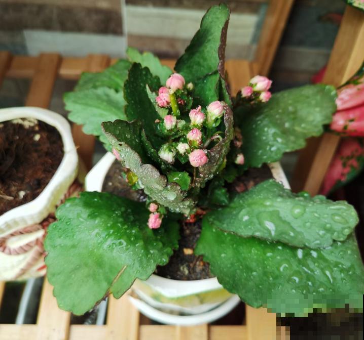 挖勺小苏打泡水里,植株上喷一喷,轻松治病害! 挖勺小苏打泡水里,植株上喷一喷,轻松治病害!