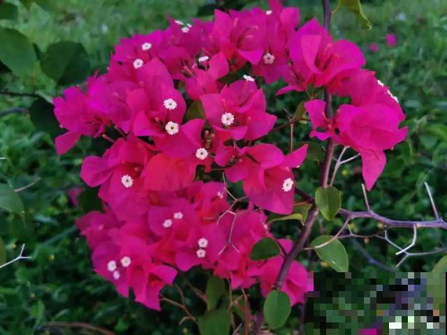 十月养这花,撸叶子、少浇水,10天冒出大花苞! 十月养这花,撸叶子、少浇水,10天冒出大花苞!