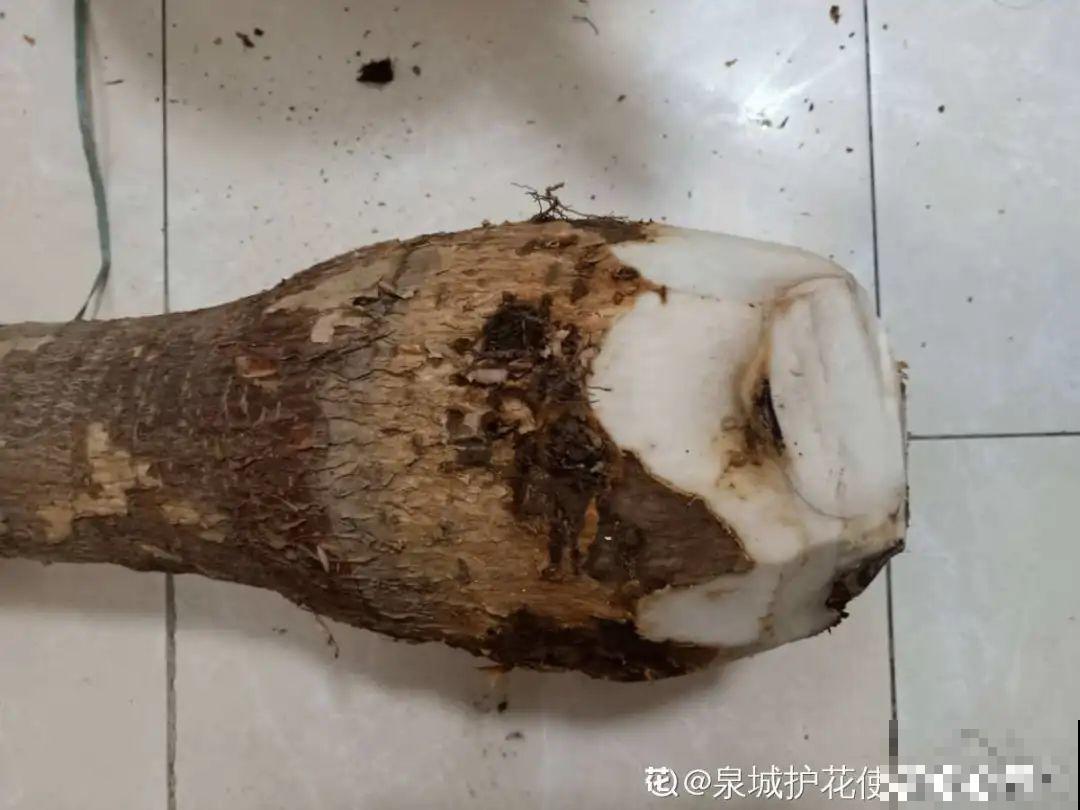 10种花少浇水，天冷容易涝根，旱一旱才长得旺