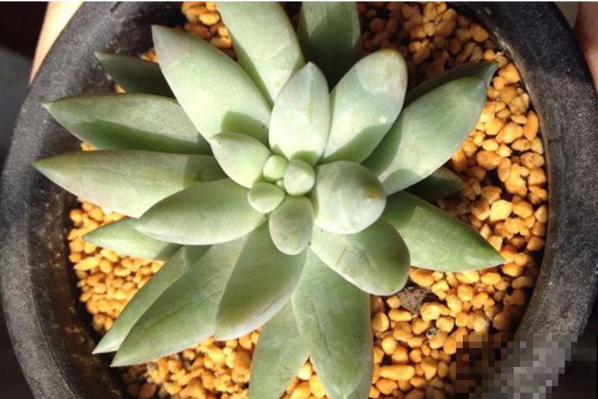 特欠削的千佛手，削一削就疯长，快回家削一顿！