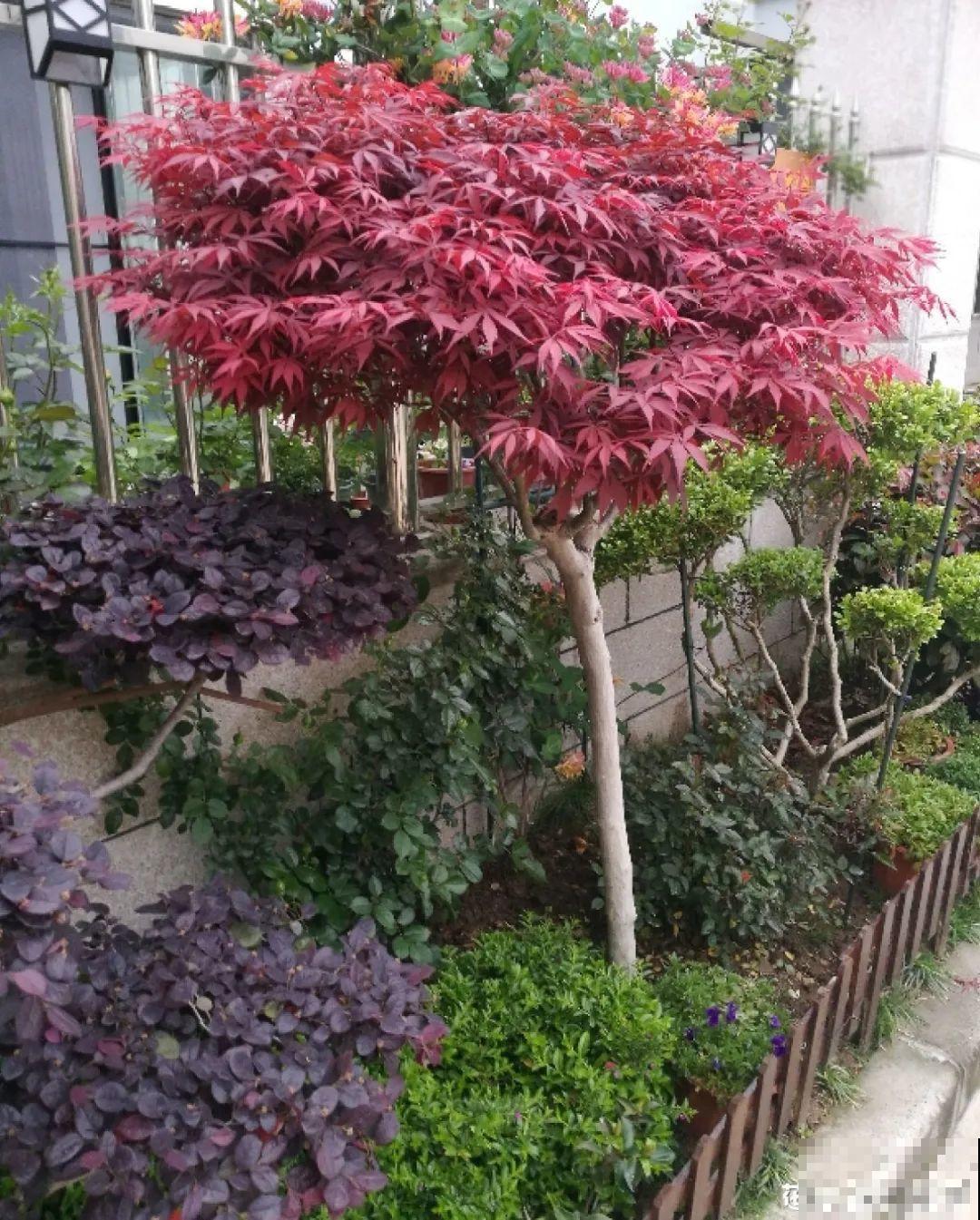 4种花养成老桩，价格能翻好几倍，开花也更多