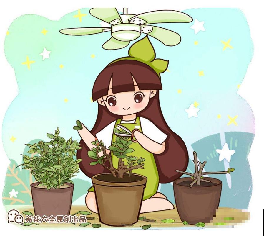 月季苗挑选很重要，规格选不对，努力白费！