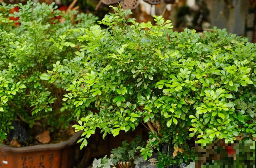 这5种花不抗冻，趁早搬进室内，暖暖活活过秋冬！