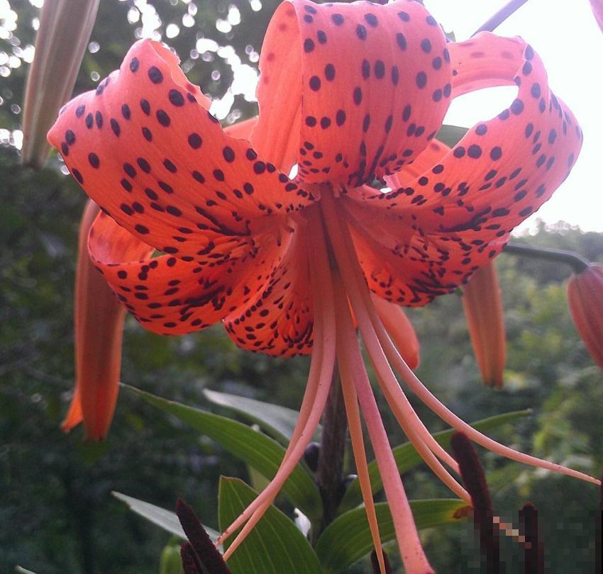 卷丹百合品性好，耐寒又耐热，怎么养都死不了！