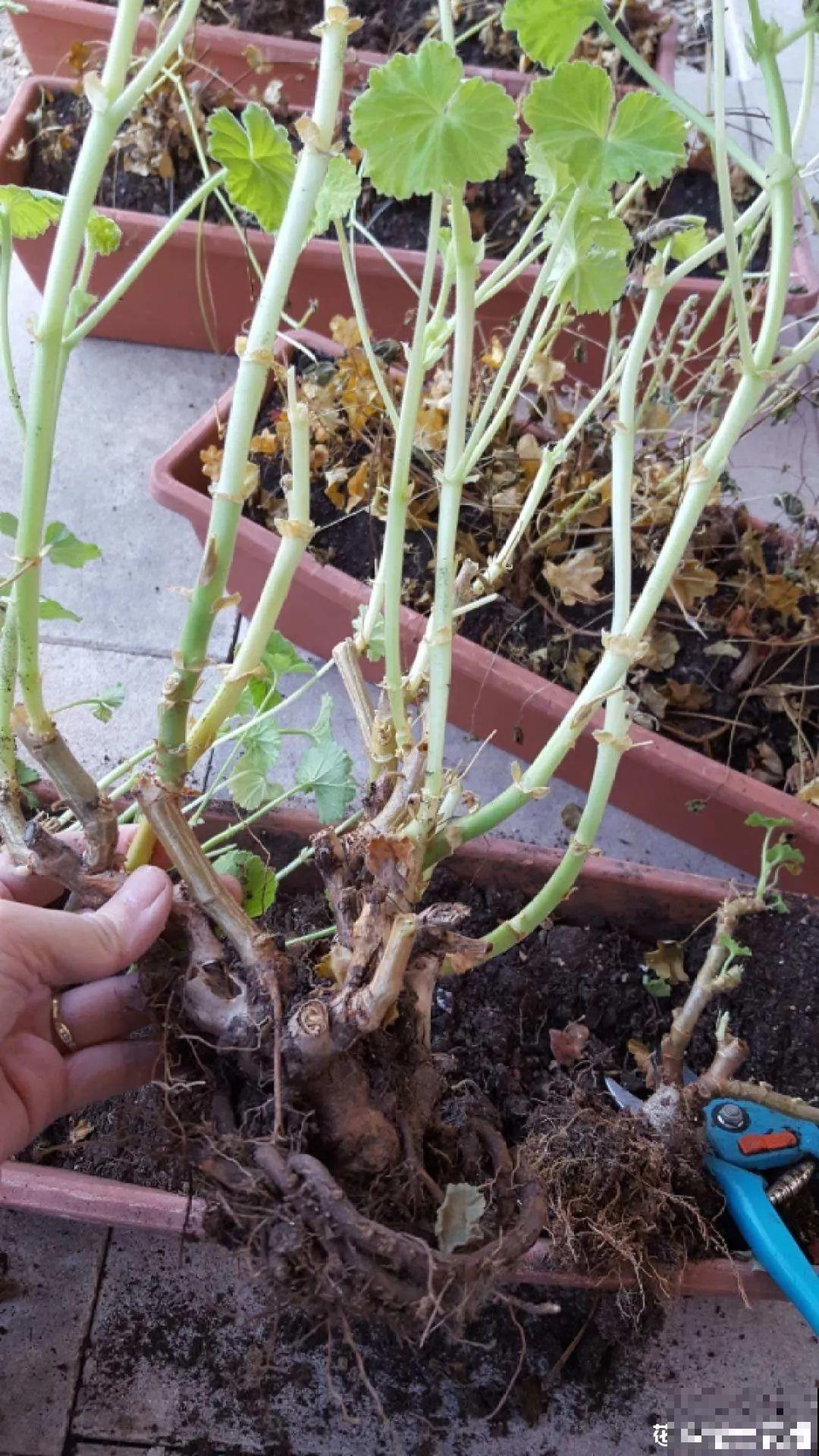 8种花，养嫩不养老，老了要多修剪！