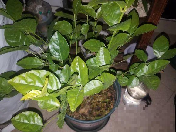 秋天降温快，家里养这9种花，要赶紧搬进屋了