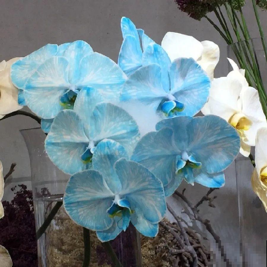 蓝色蝴蝶兰头一回见,一买就上当,养不活真生气! 蓝色蝴蝶兰头一回见,一买就上当,养不活真生气!