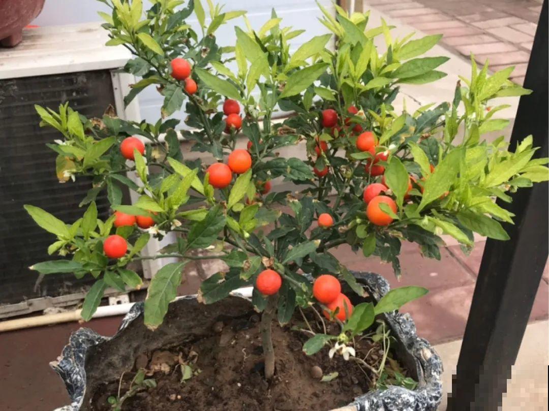 50种冬天开花植物,天冷了,照样冒花苞! 50种冬天开花植物,天冷了,照样冒花苞!