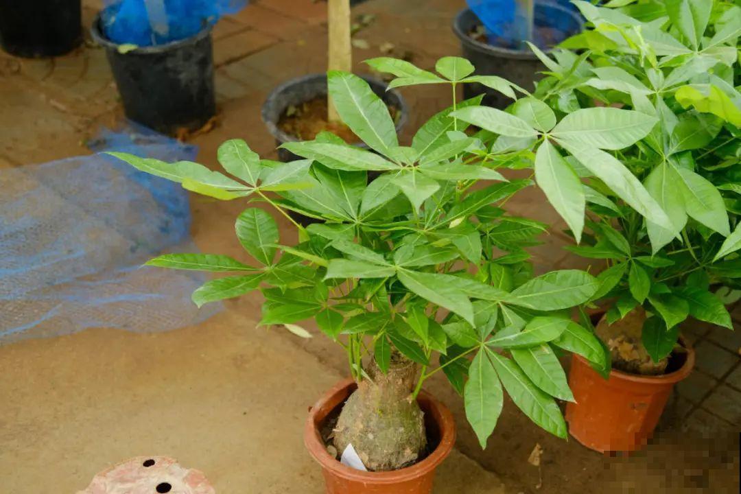 小盆养花好，大盆养花死，真准！