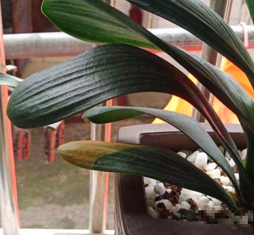 君子兰烂根不可怕，早判断，早防治，判断方法看这里！