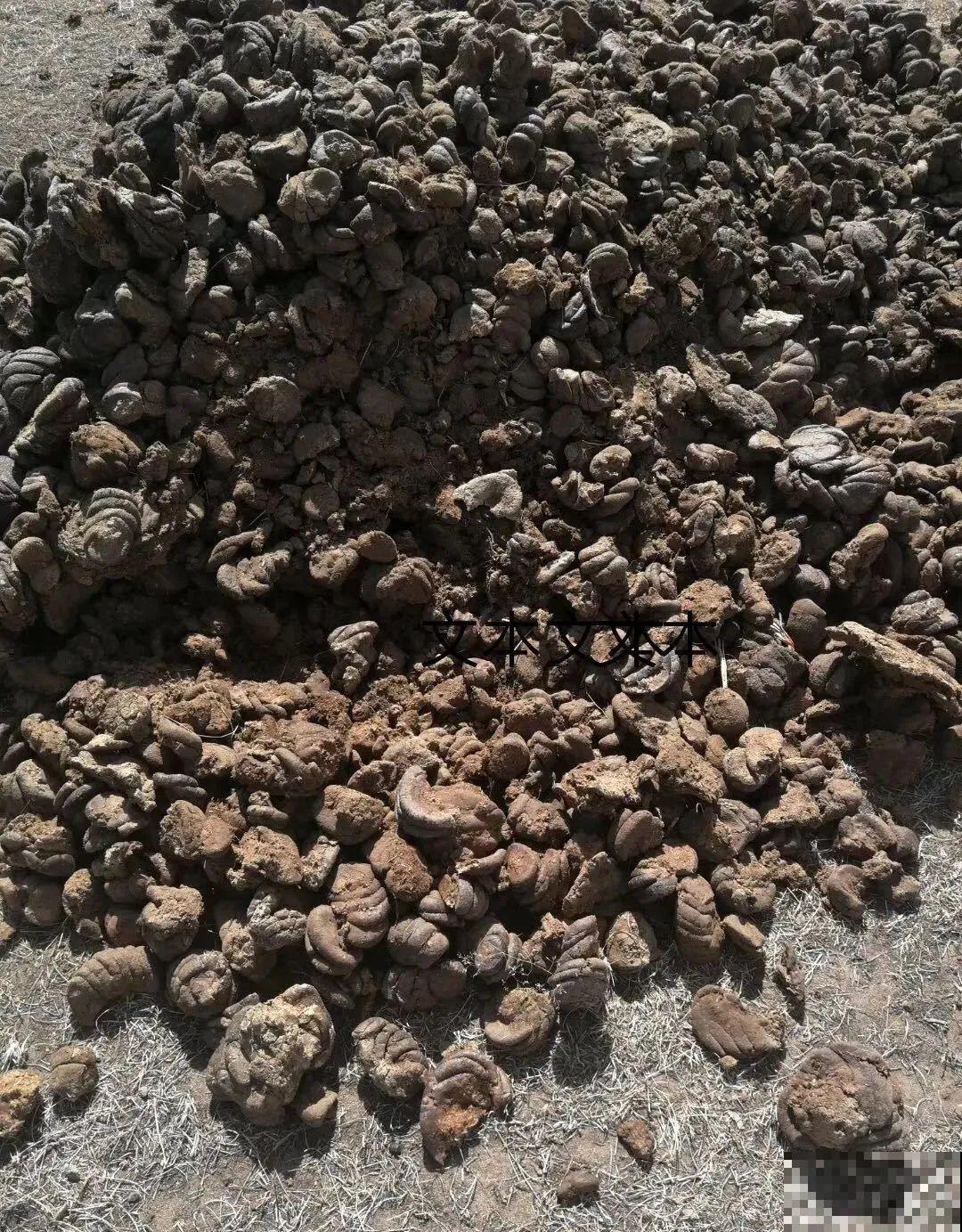 最好用的养花肥，盆里撒一把，1年不用换盆了！