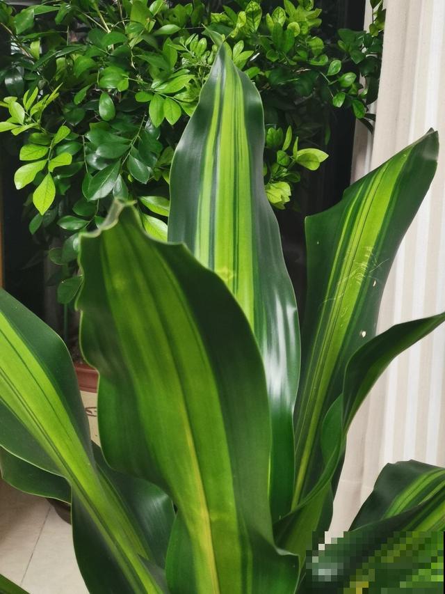 家里养盆巴西木，加点水就能冒芽，绿油油超有生机感