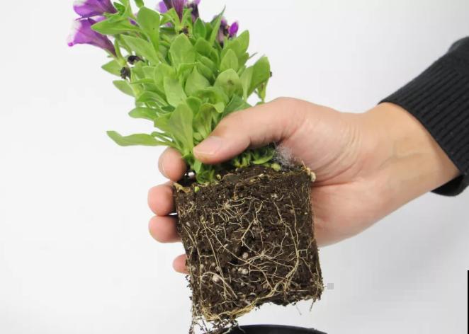 家里养盆矮牵牛，狠心掐一掐，开花更易爆盆