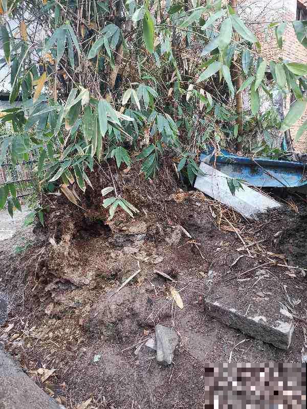 “竹根土”是养花好东西，透气效果特好，养根不烂茎