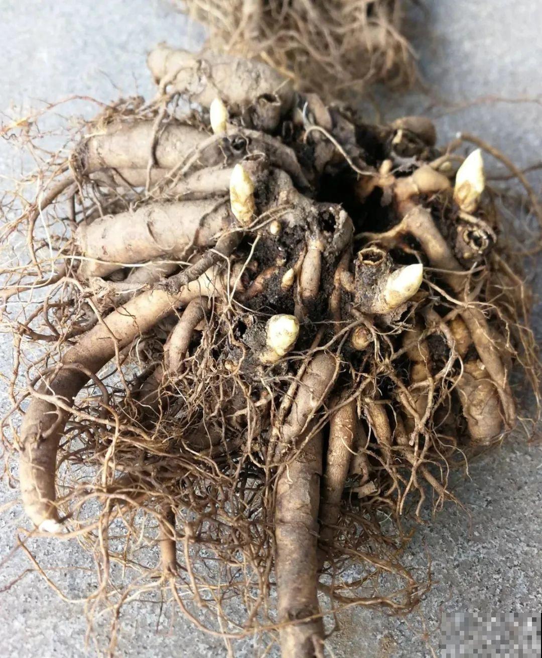20种花特耐寒，放外面冻一冻，开花更多