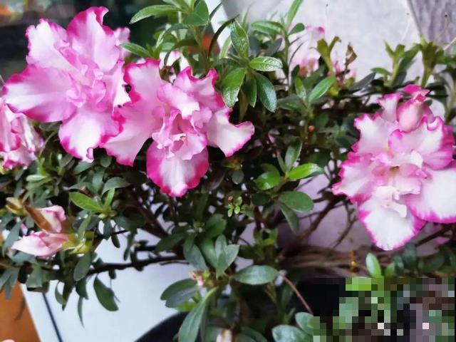 这花最娇气，叶子一喷水，立马就烂了！