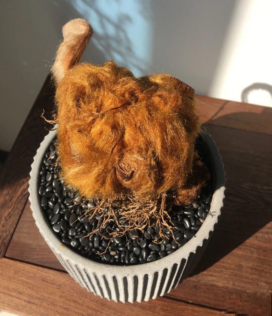 花中12生肖，看看你的属相，对应的是啥花！
