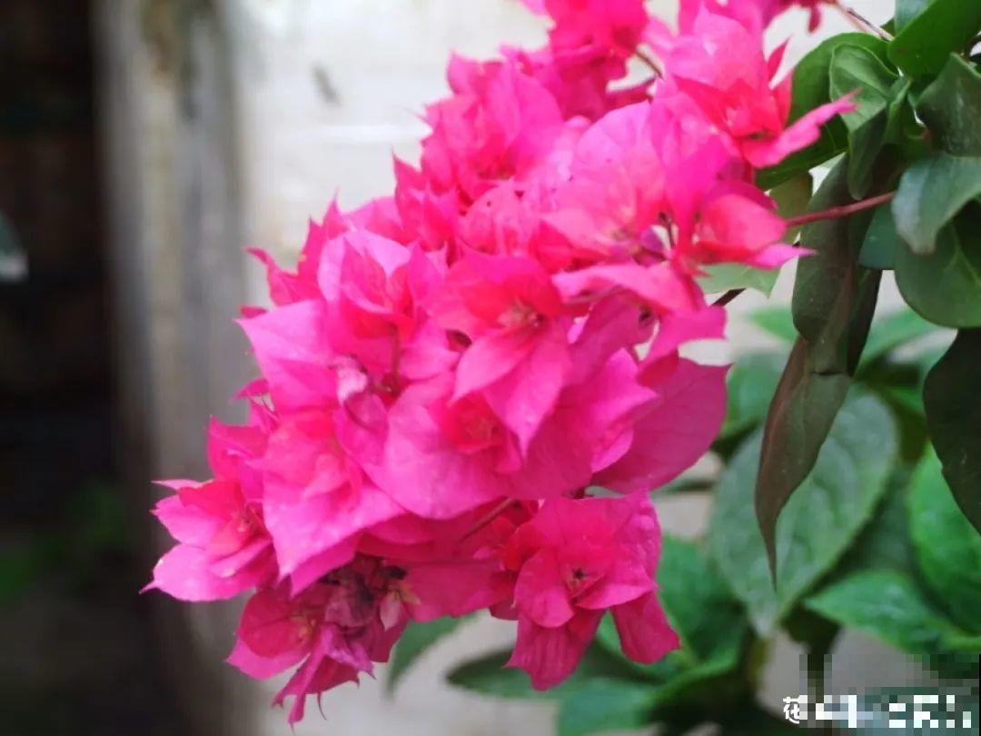 6种花开花时间超长，花朵又大又好看，养花必备