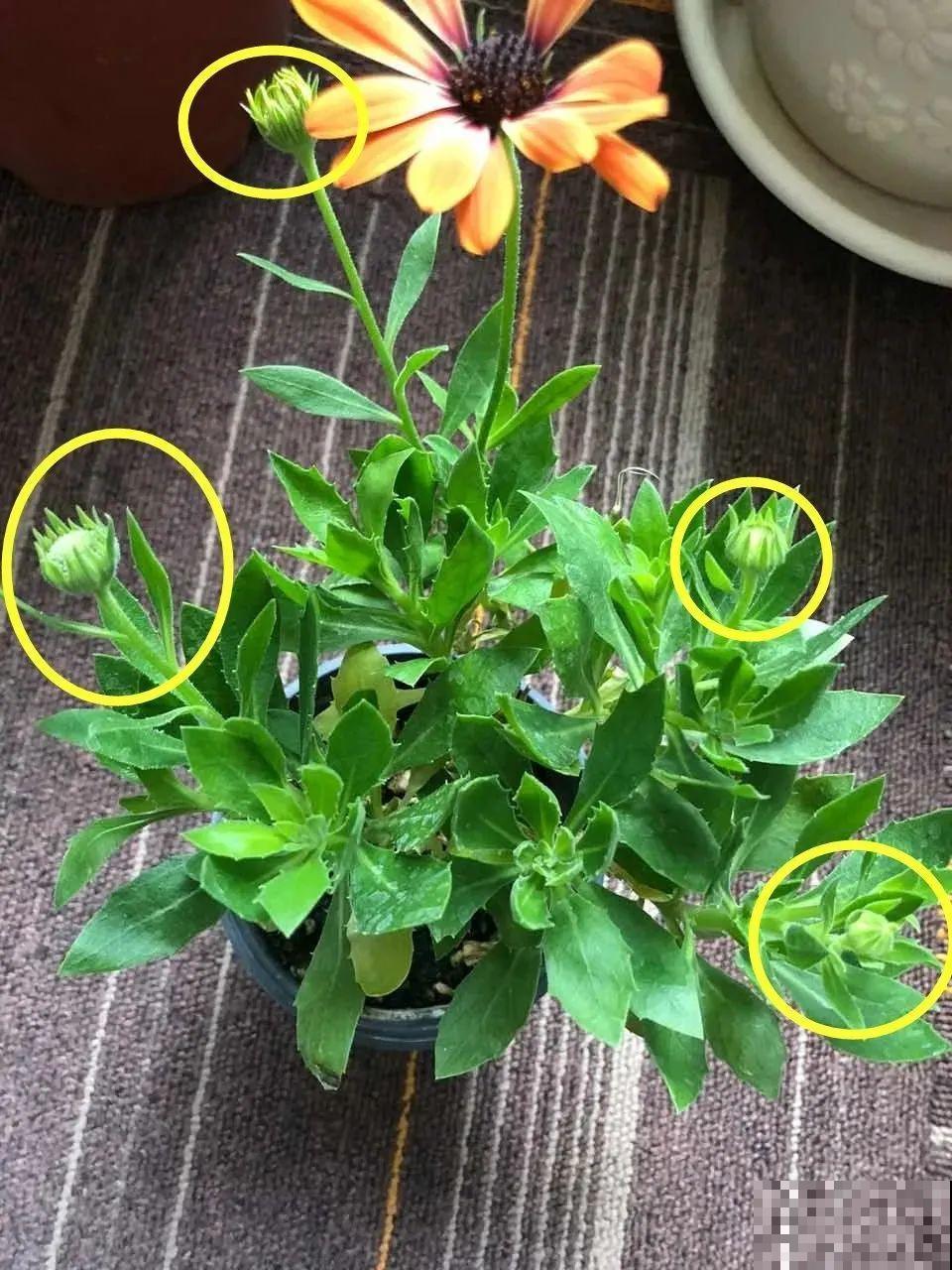 蓝目菊简直就是开花机器,一年能开上百天,盆盆爆成大花球! 蓝目菊简直就是开花机器,一年能开上百天,盆盆爆成大花球!