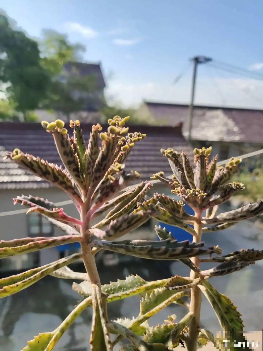 2种花组合起来养护，开花更多，满盆都是花