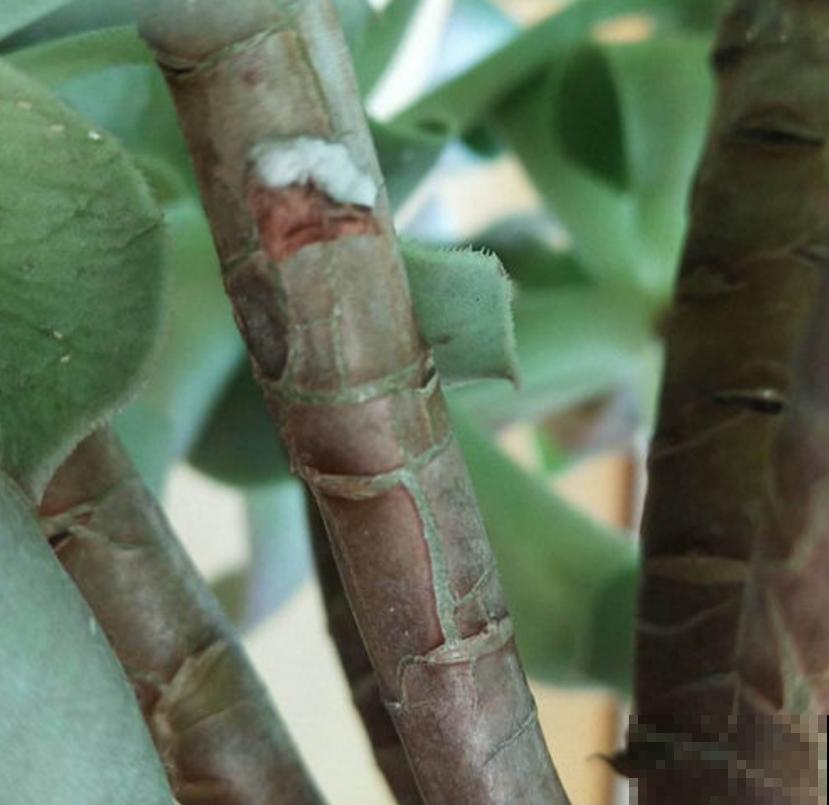 多肉撸叶有讲究，随便一撸，转头和你说拜拜！