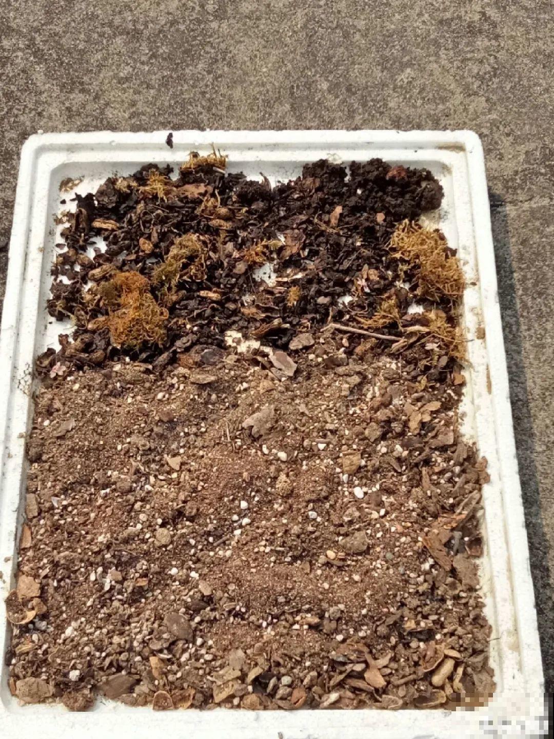 长寿总是不开花，黑塑料袋一套，立马咕噜噜冒花苞！