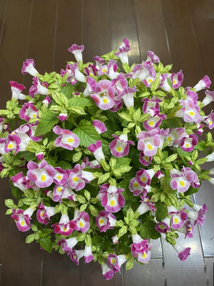 养花之后,多了一些“小癖好”,花友们中了哪几个? 养花之后,多了一些“小癖好”,花友们中了哪几个?