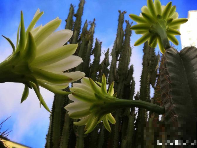 家里的花招了蚧壳虫，橄榄油加洗洁精，给花喷点效果好！