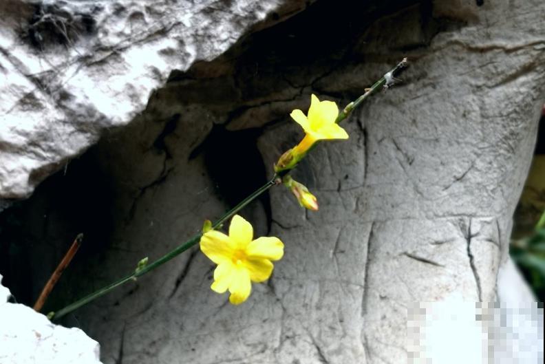 迎夏花你听过吗?认错了多年,终于能分清啦! 迎夏花你听过吗?认错了多年,终于能分清啦!