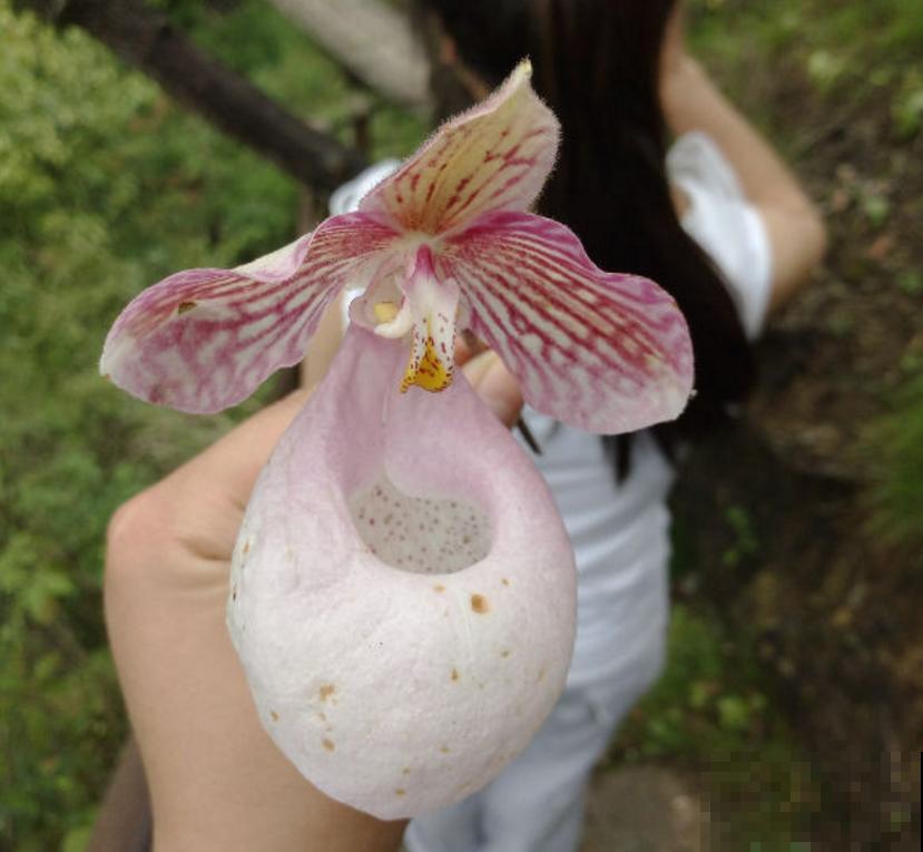兜兰不美但很精致，花型独特，养一盆大家来围观！