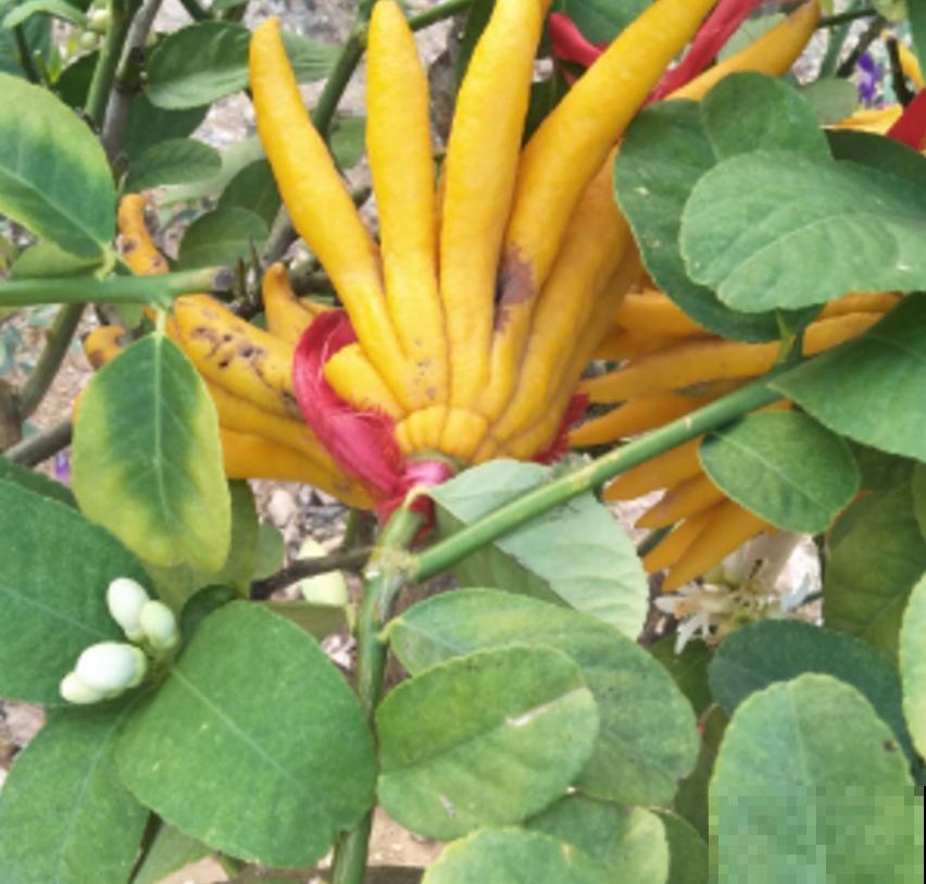 全能的佛手，一瓜多吃，观赏食用两不误！