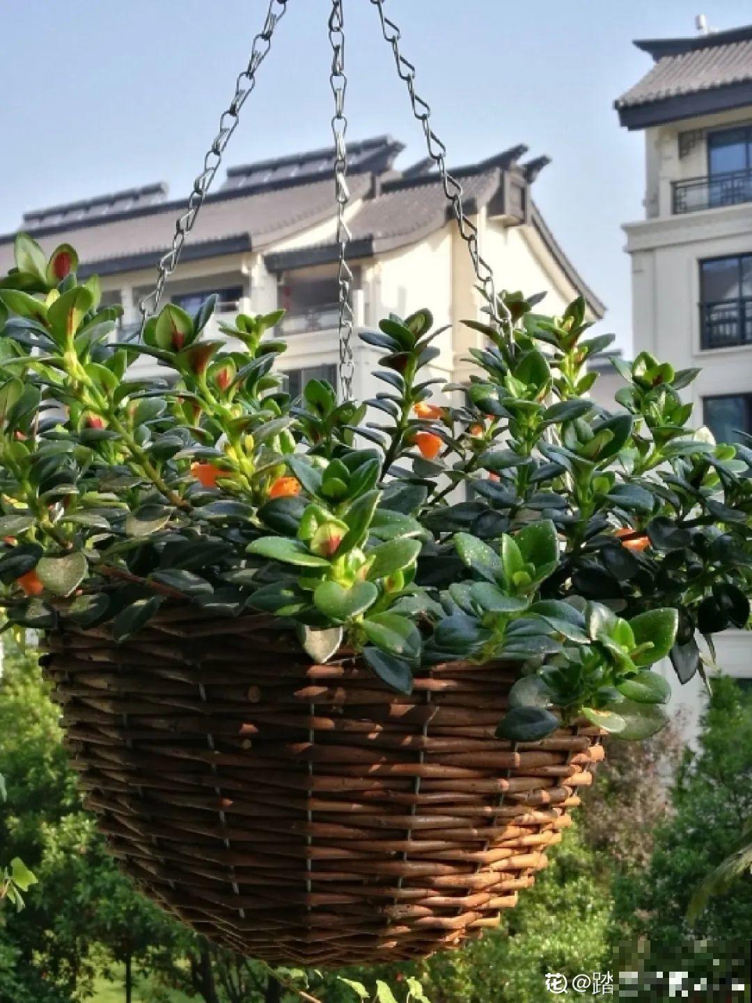 挂起来就能养的花,开花多不占地儿,家里能养100盆! 挂起来就能养的花,开花多不占地儿,家里能养100盆!