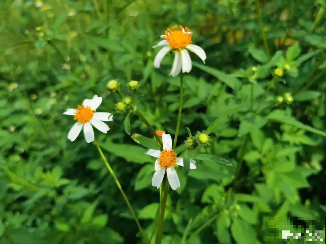 这种花很稀罕,以前喂猪没人要,现在抢破头! 这种花很稀罕,以前喂猪没人要,现在抢破头!