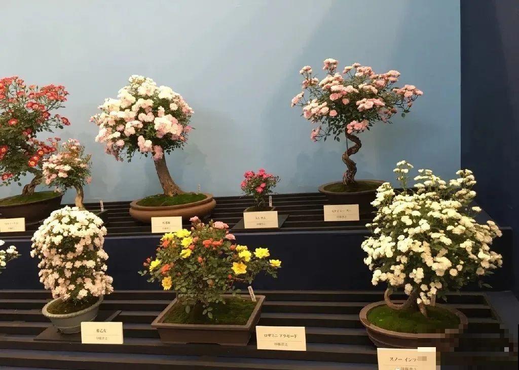 这种花就欠“拽”，没事拽拽根，变成老桩美到爆！