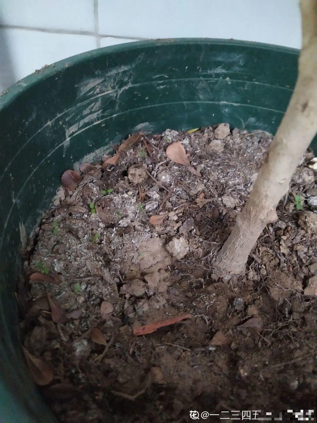 盆土表面长白霜，要赶紧清理，不然花都死了
