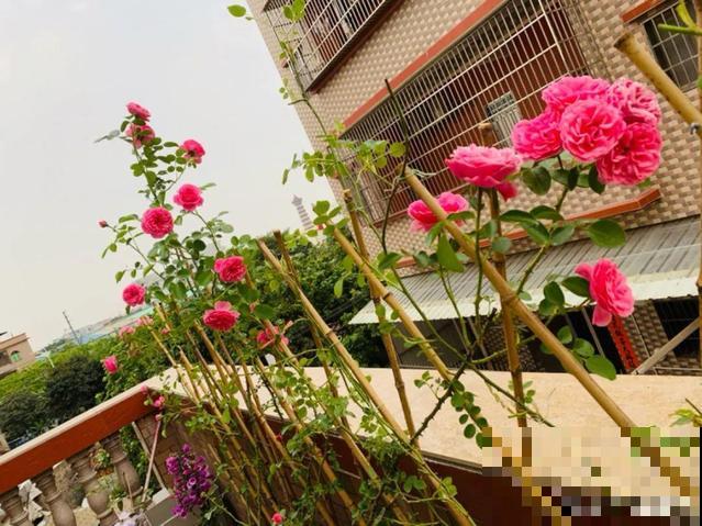 月季别剪了，剪完一杆全黑，今年都白养！