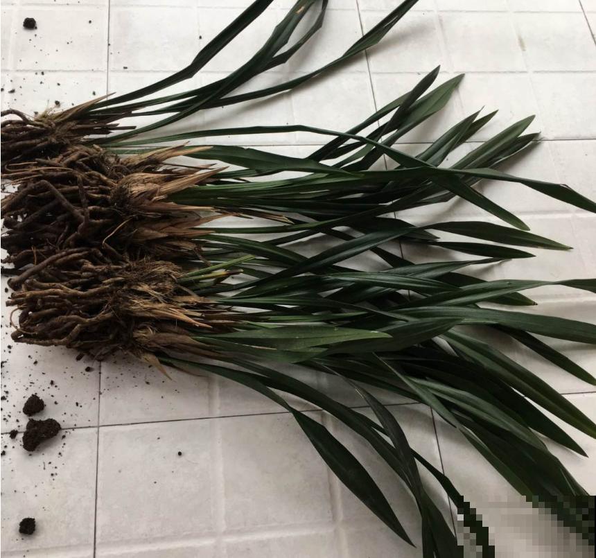 花卉总烂根？问题不一定在浇水上，这3个细节要注意！