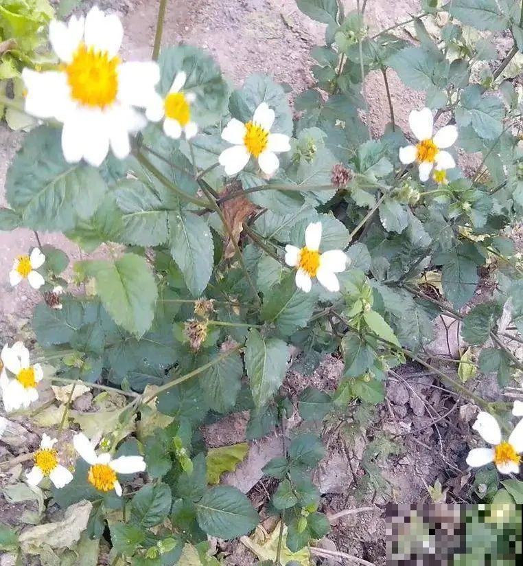 这种花很稀罕,以前喂猪没人要,现在抢破头! 这种花很稀罕,以前喂猪没人要,现在抢破头!