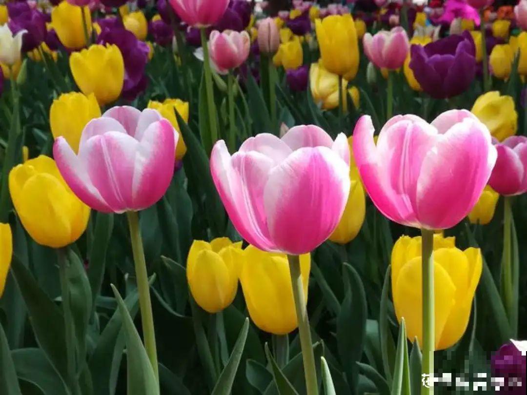 50种冬天开花植物,天冷了,照样冒花苞! 50种冬天开花植物,天冷了,照样冒花苞!