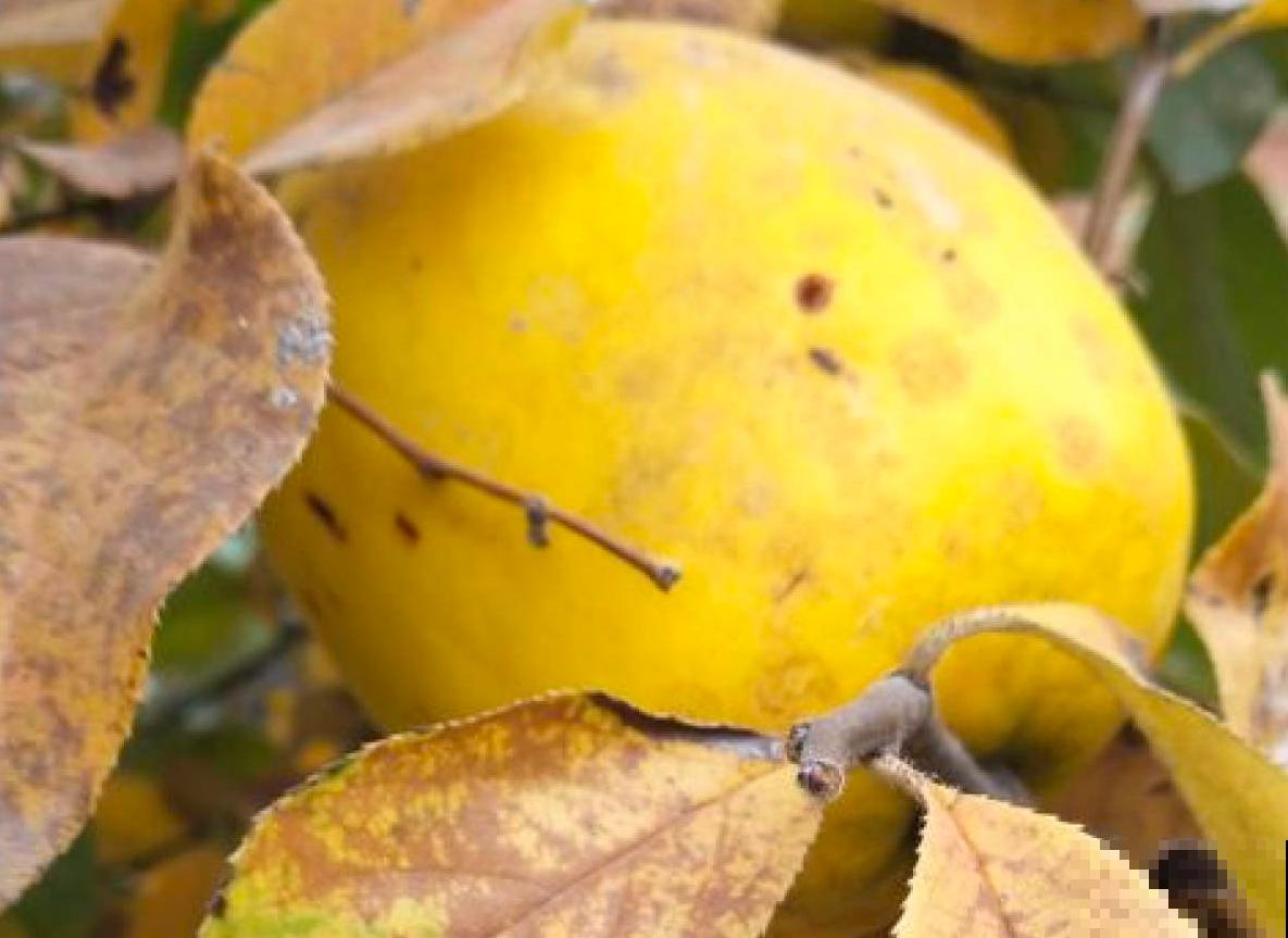 土里挖个坑，扔几粒“黑珍珠”，长出大甜果，美滋滋！