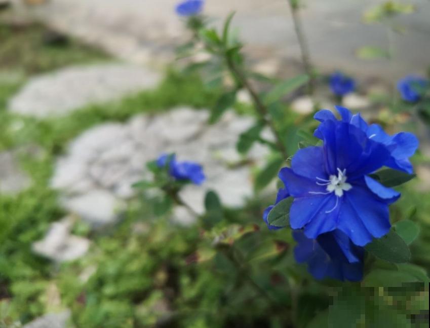 特励志的蓝星花，花朵只开一天，花期是一年！
