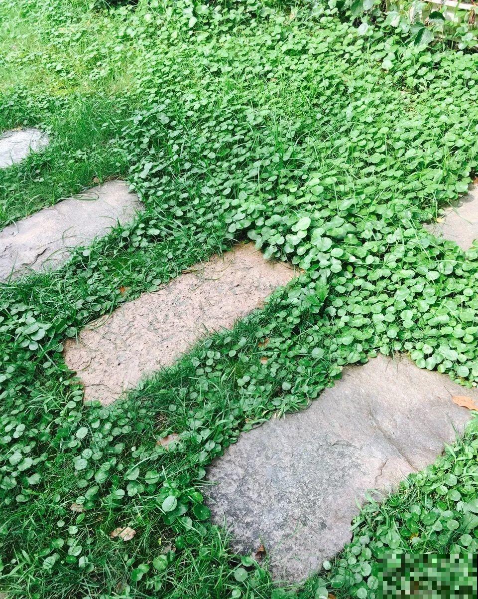 救命！入侵植物爬进院子，三年都杀不完！