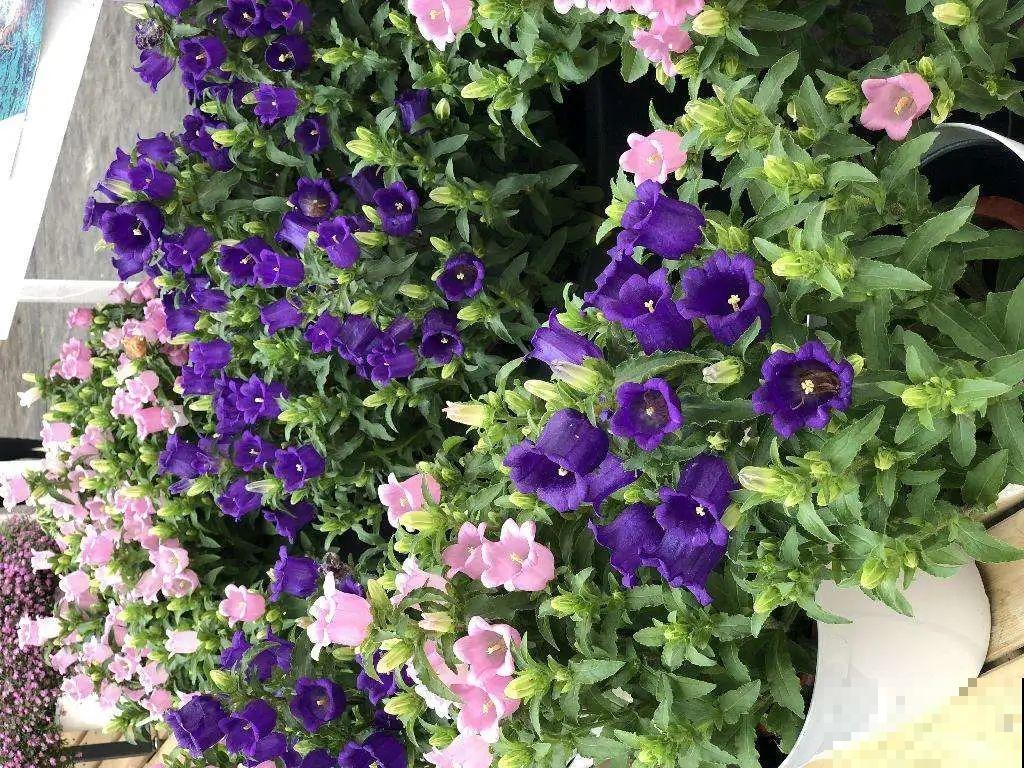 逛花市必买的花，十月入手刚刚好，不买亏大了！