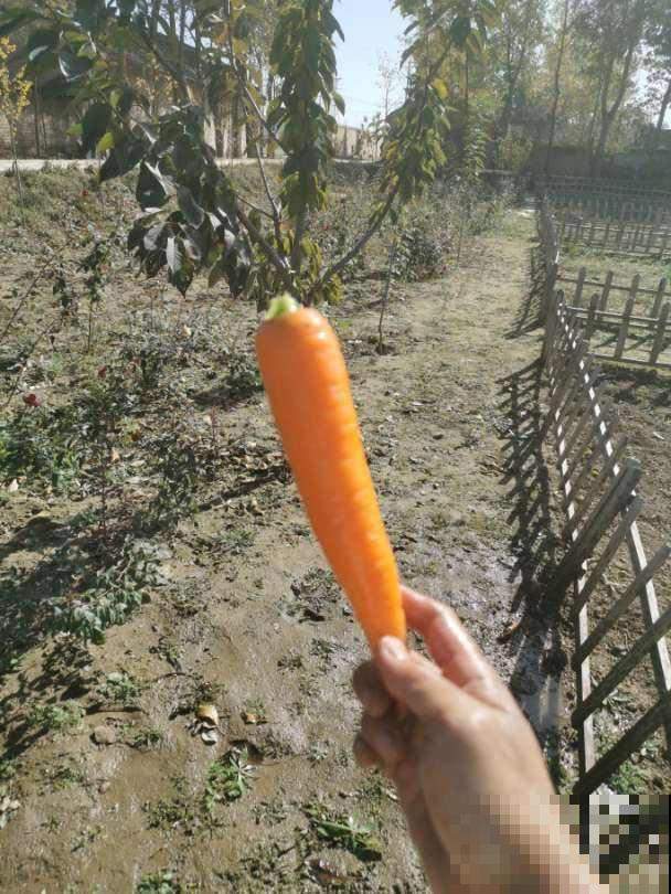 3种胡萝卜不能要，菜贩子自己都不吃，很多人还在买