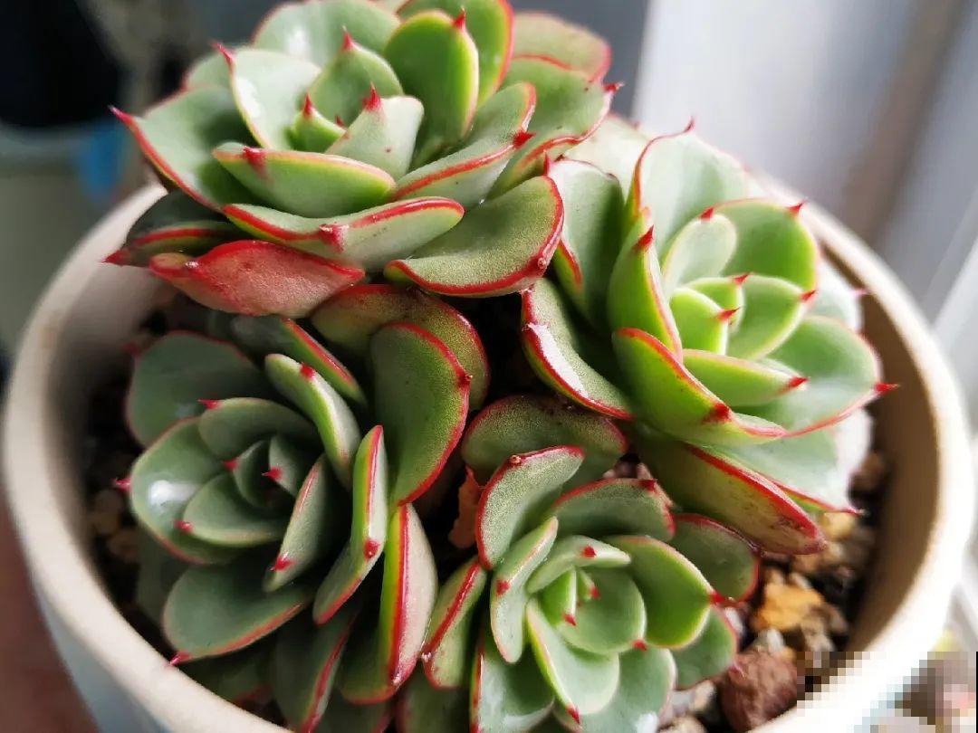 虫子再不杀，花都要死了，活不过今年！