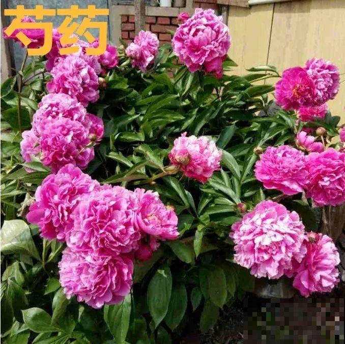 现在种下芍药根，天气越冷长得越壮，明天春天妥妥开爆