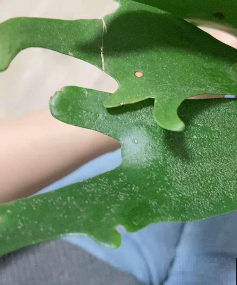 这种蕨类像鹿角，挂在墙上气质爆棚，太上档次！