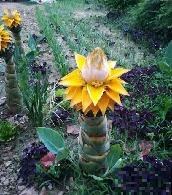 这种花很稀罕,以前喂猪没人要,现在抢破头! 这种花很稀罕,以前喂猪没人要,现在抢破头!