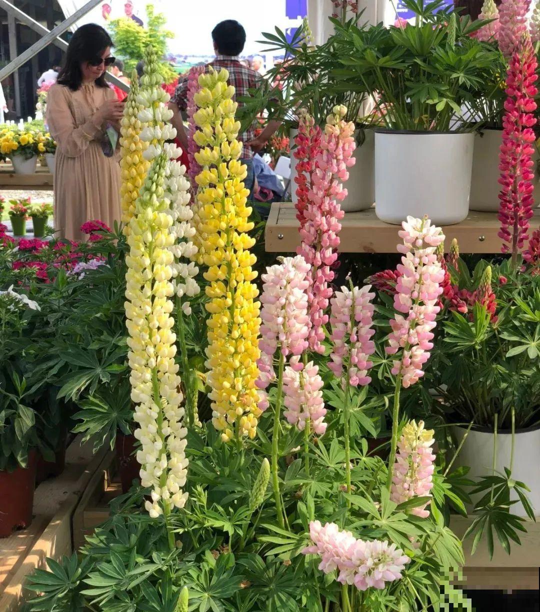 20种花特耐寒，放外面冻一冻，开花更多