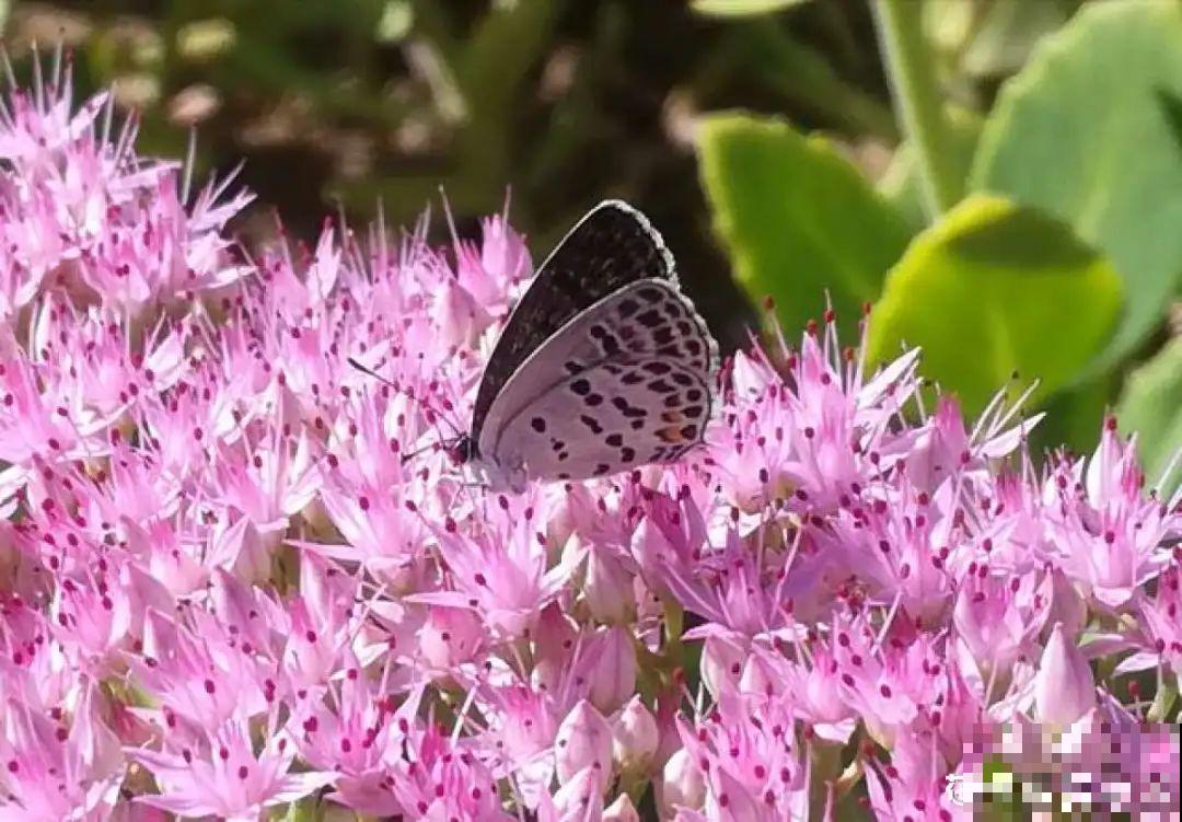 白菜在家养了8年,养成了老桩,长得可旺盛! 白菜在家养了8年,养成了老桩,长得可旺盛!